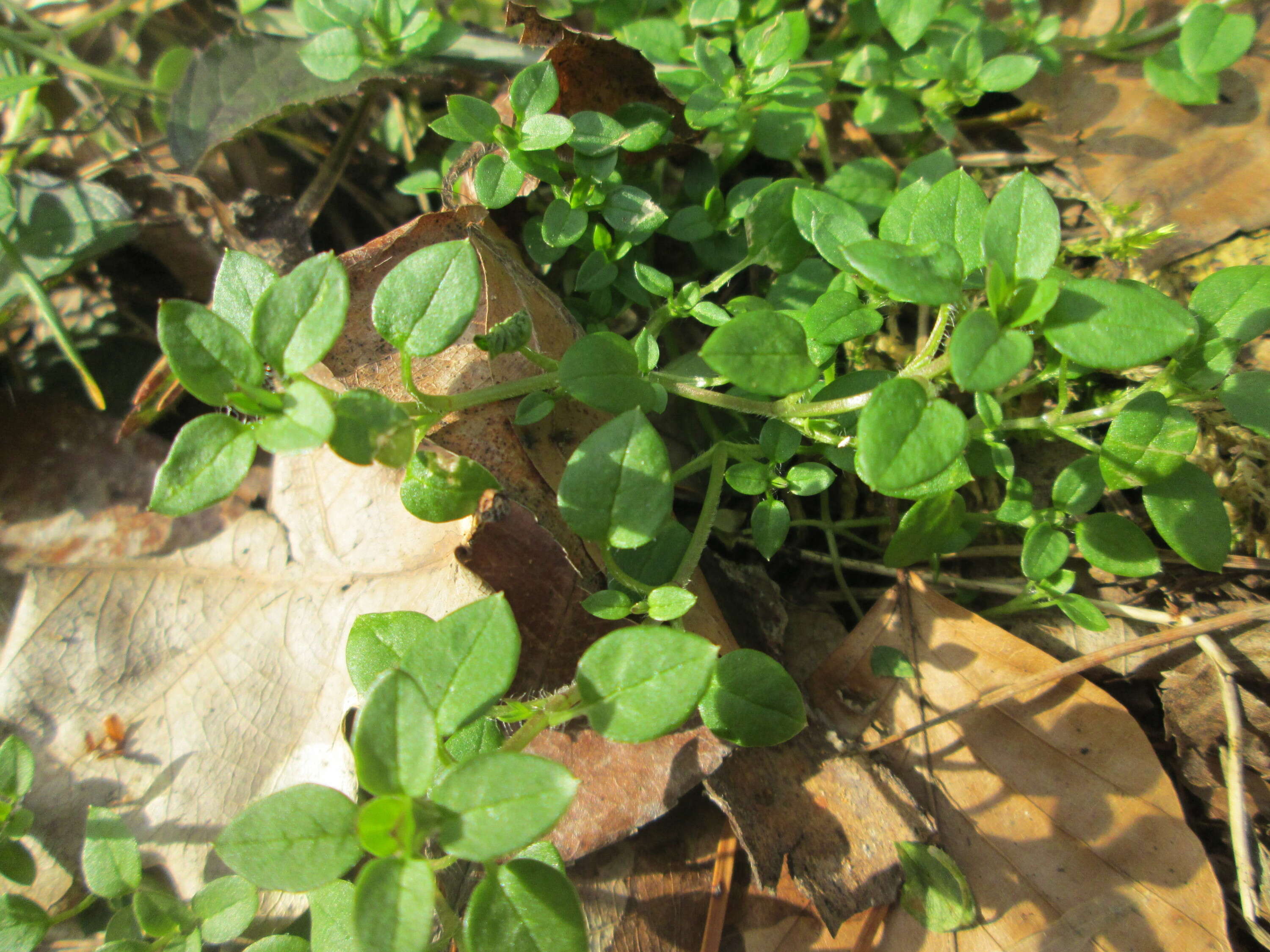 Image of common chickweed