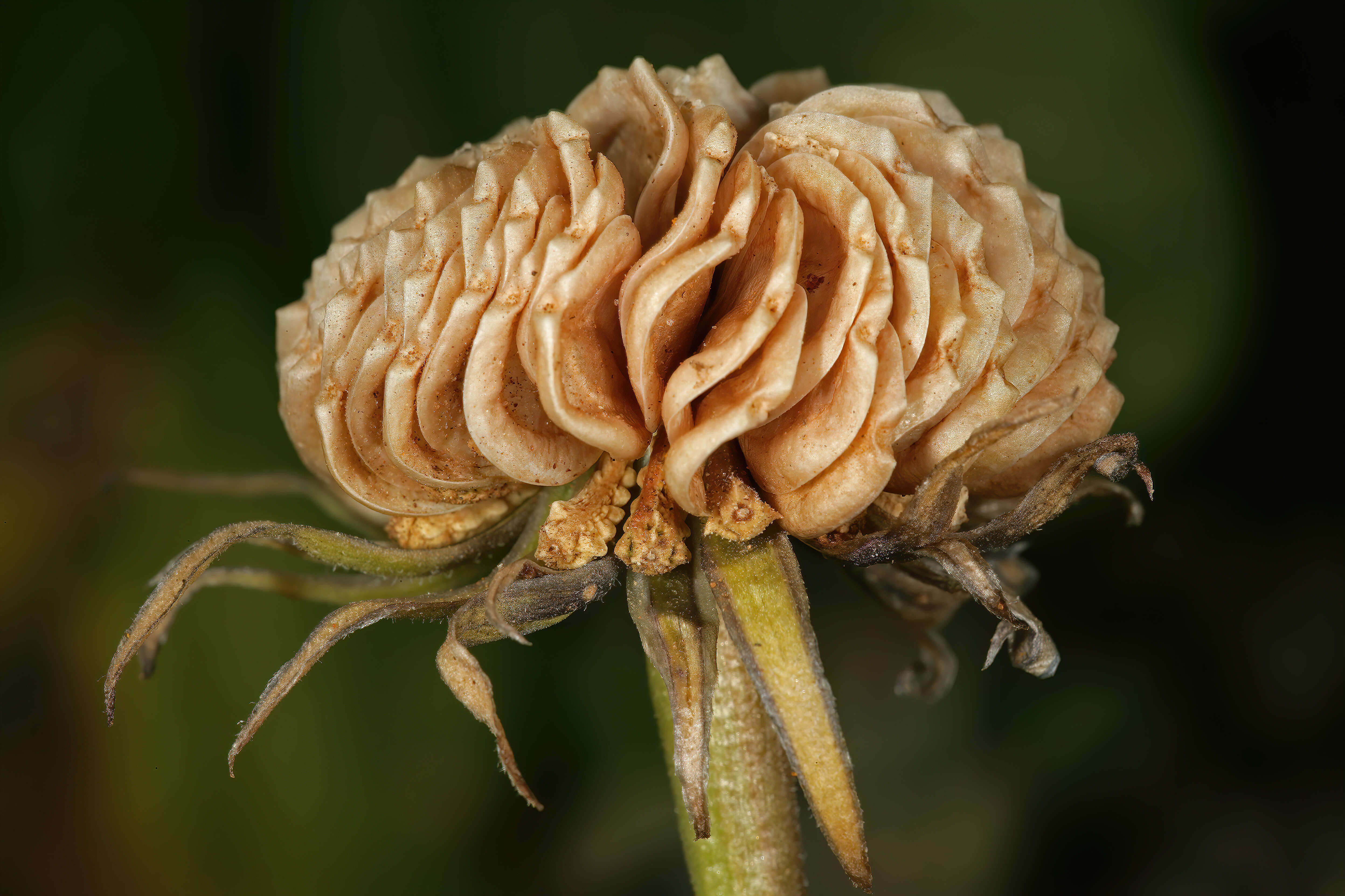 Image of glandular Cape marigold