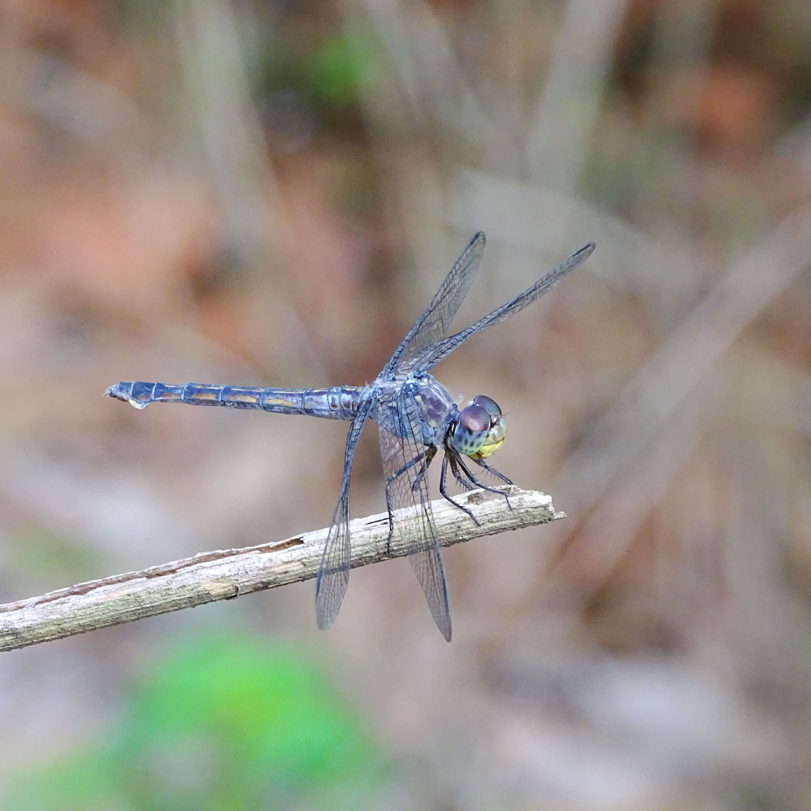 Image of Blue Chaser