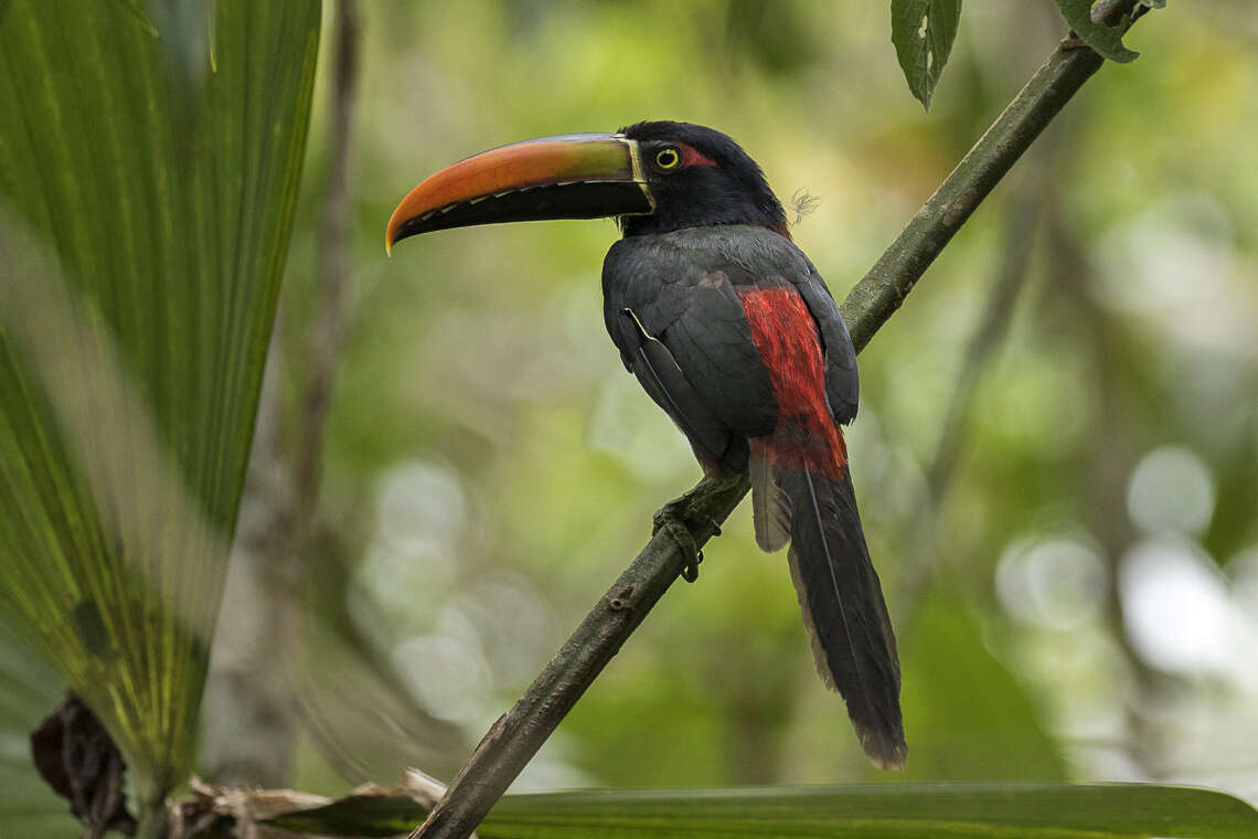 Image of Fiery-billed Aracari