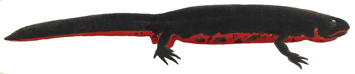 Image of Japanese Fire-bellied Newt