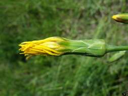 Image of black salsify