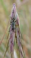 Image of seed bug