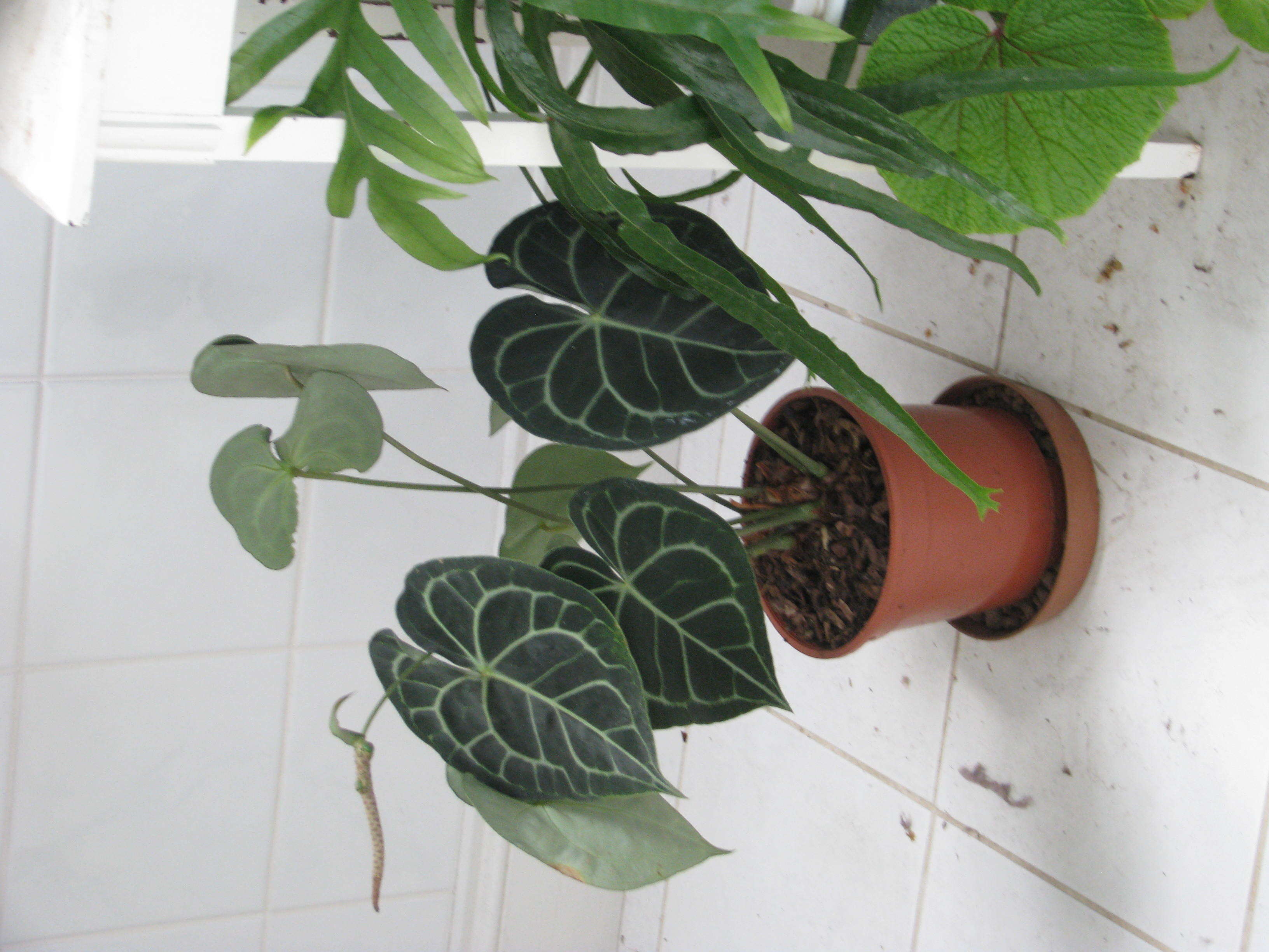 Image of Anthurium clarinervium Matuda