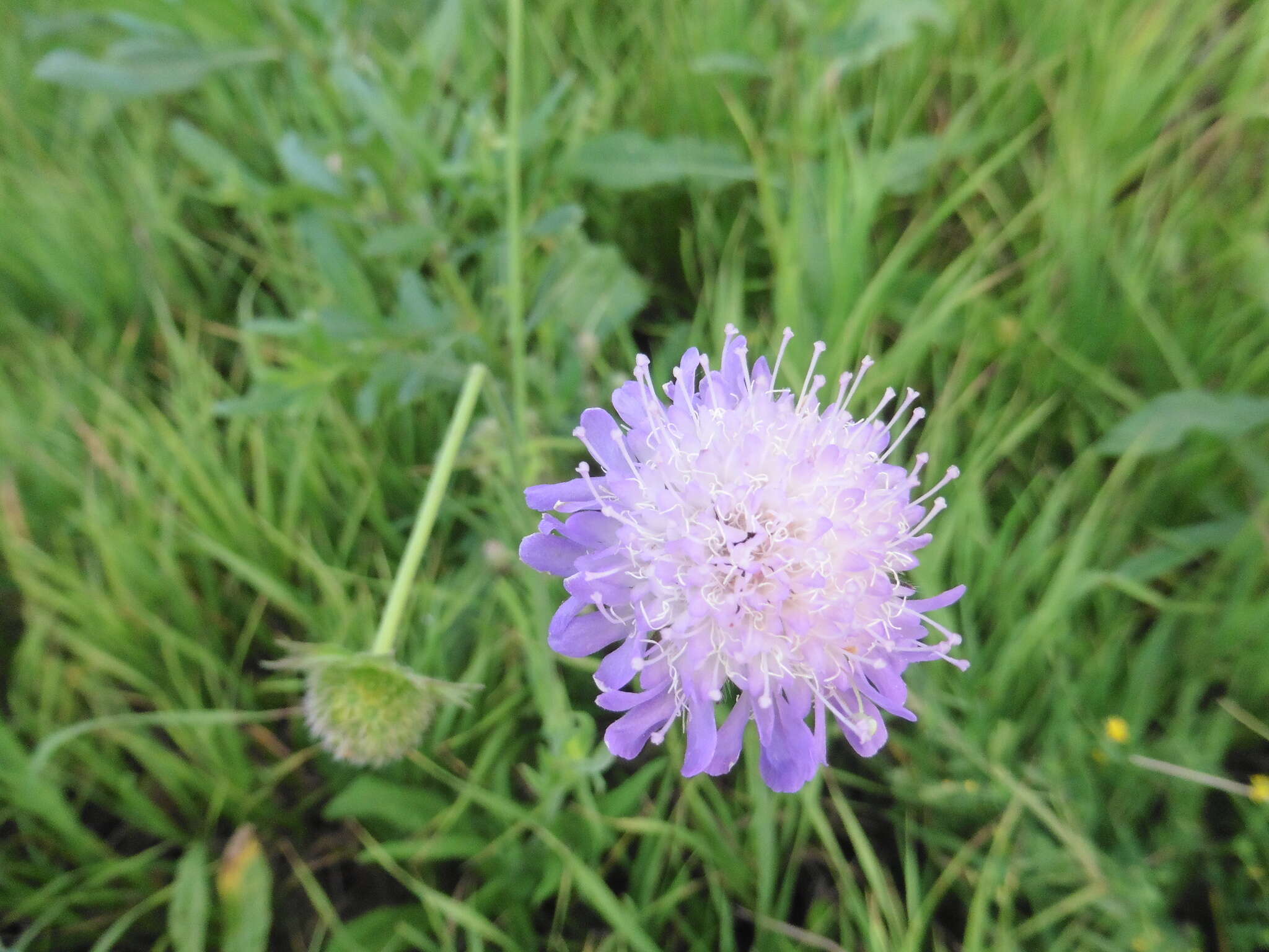 Слика од Knautia arvensis (L.) Coulter