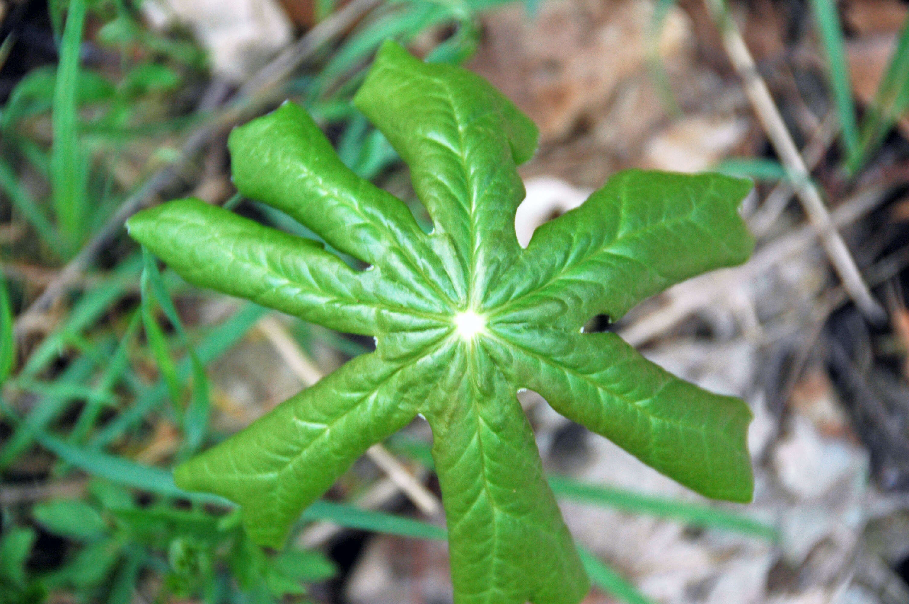 Image of mayapple