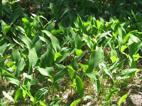 Image of convallaria