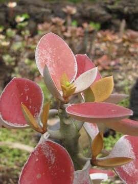 Image of Kalanchoe orgyalis Baker