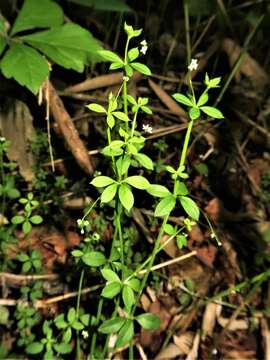 Image of bedstraw