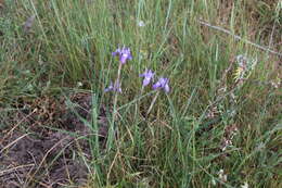 Image of Barbary Nut Iris