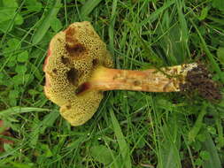 Image of Hortiboletus rubellus (Krombh.) Simonini, Vizzini & Gelardi 2015