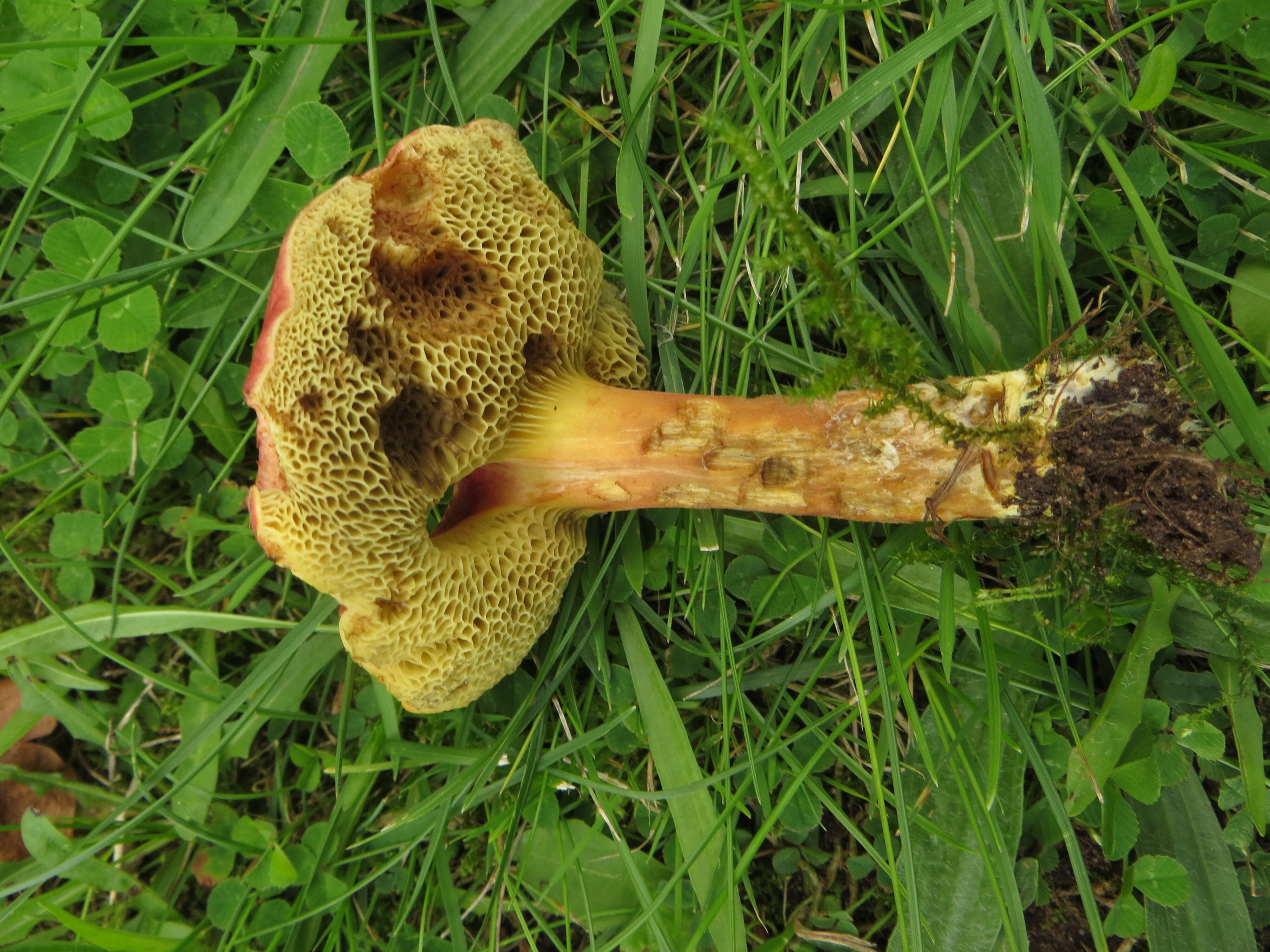 Image of Hortiboletus rubellus (Krombh.) Simonini, Vizzini & Gelardi 2015