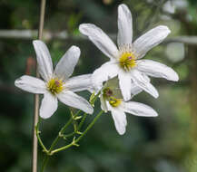 Image of New Zealand clematis