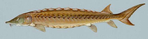 Image of Shortnose Sturgeon