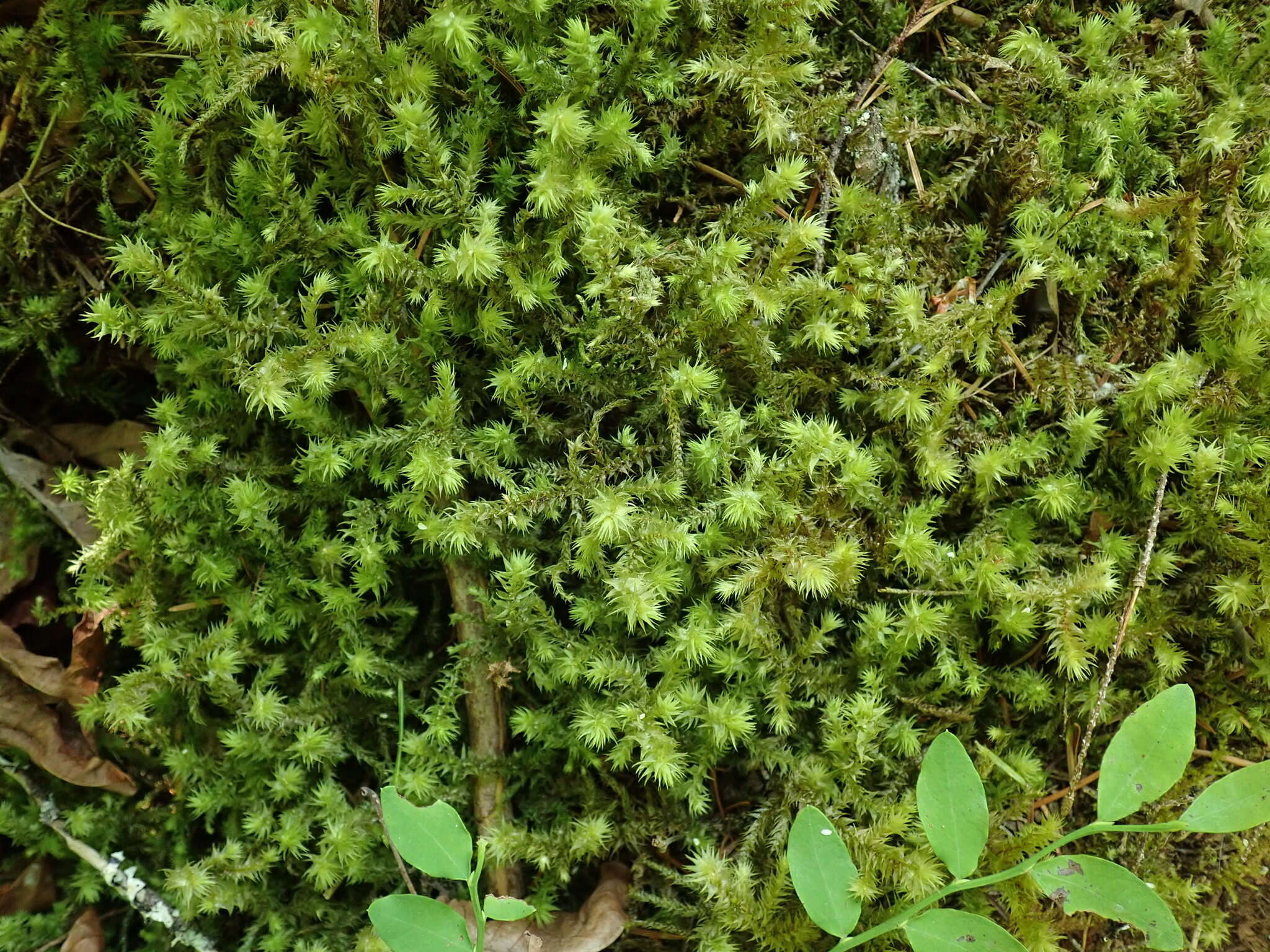 Image of Electrified Cat's Tail Moss