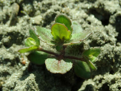 Image of common speedwell