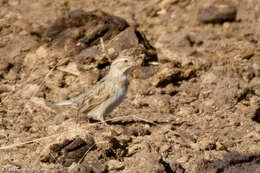 Image of Rhynchophanes Baird & SF 1858