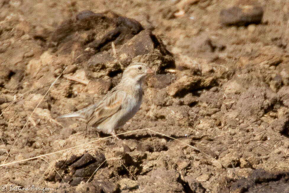 Image of Rhynchophanes Baird & SF 1858