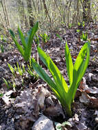 Image of Autumn crocus