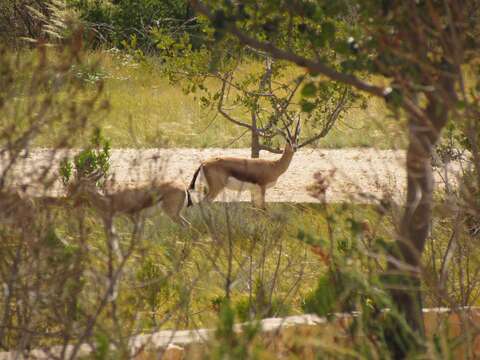 Image de Gazelle de Cuvier