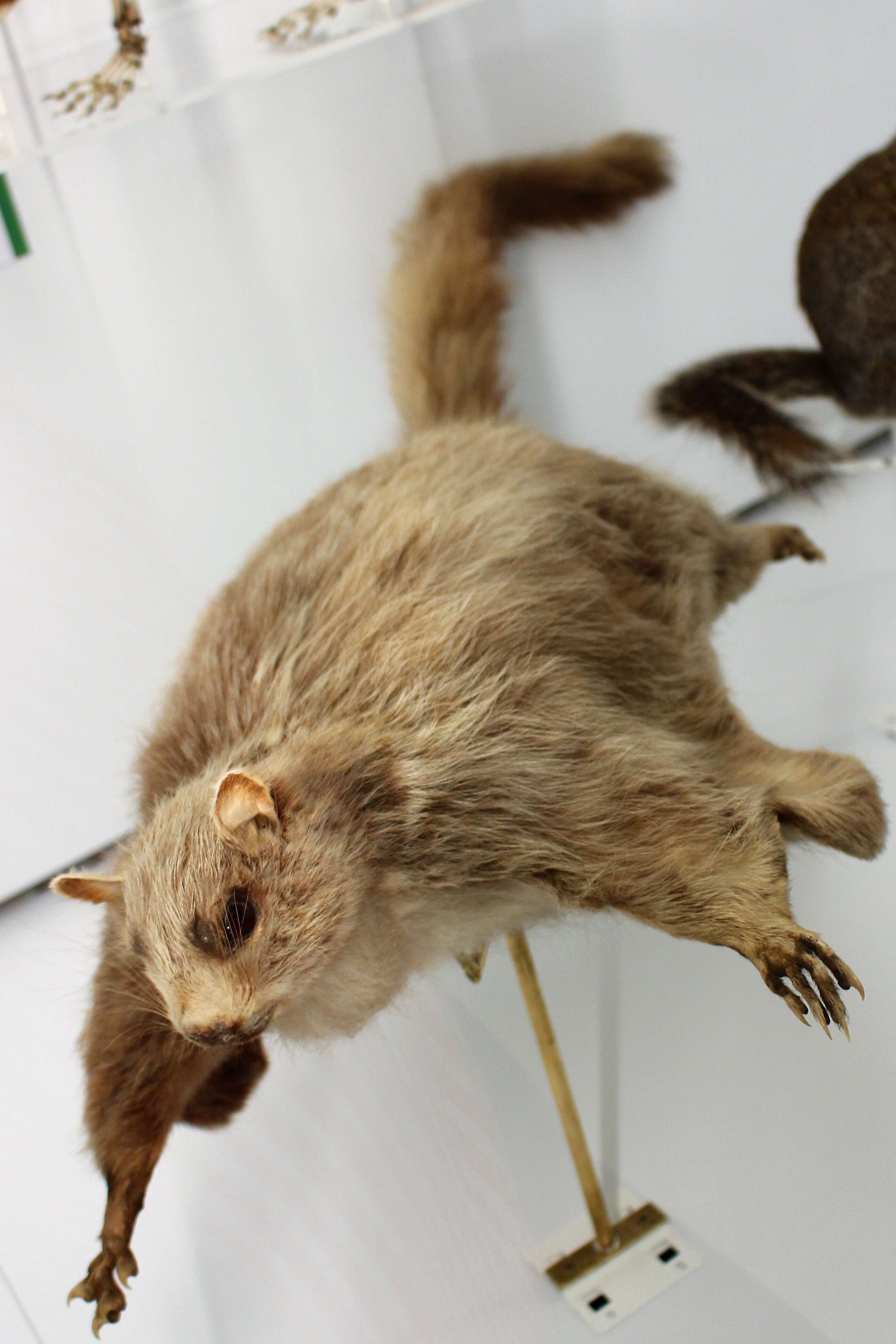 Image of Indian Giant Flying Squirrel