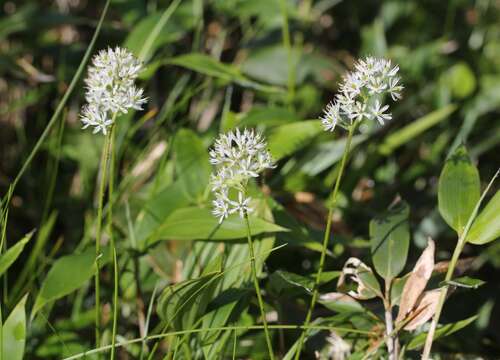 Image of Triantha japonica (Miq.) Baker