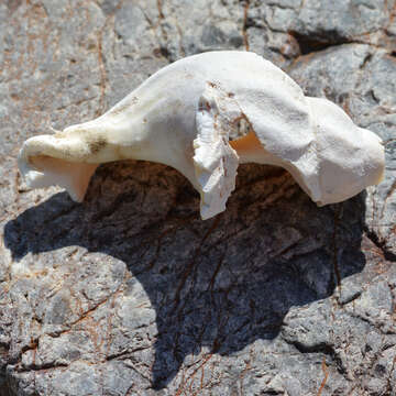 Image of Common whelk