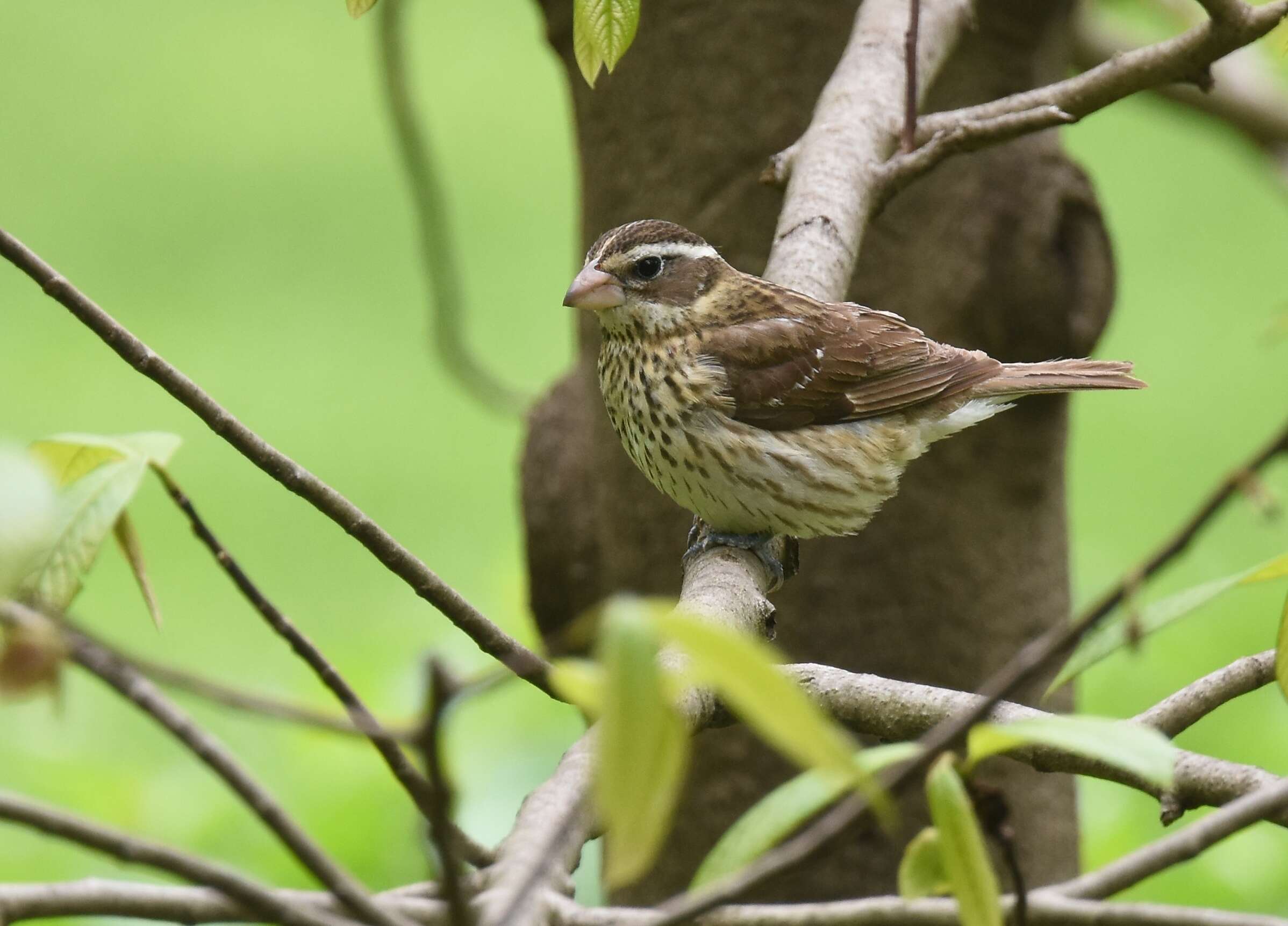 Image of Rose-breasted Grosbeak