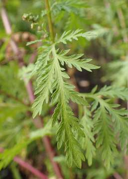 Image of sweet sagewort