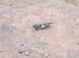 Image of blue-winged grasshopper