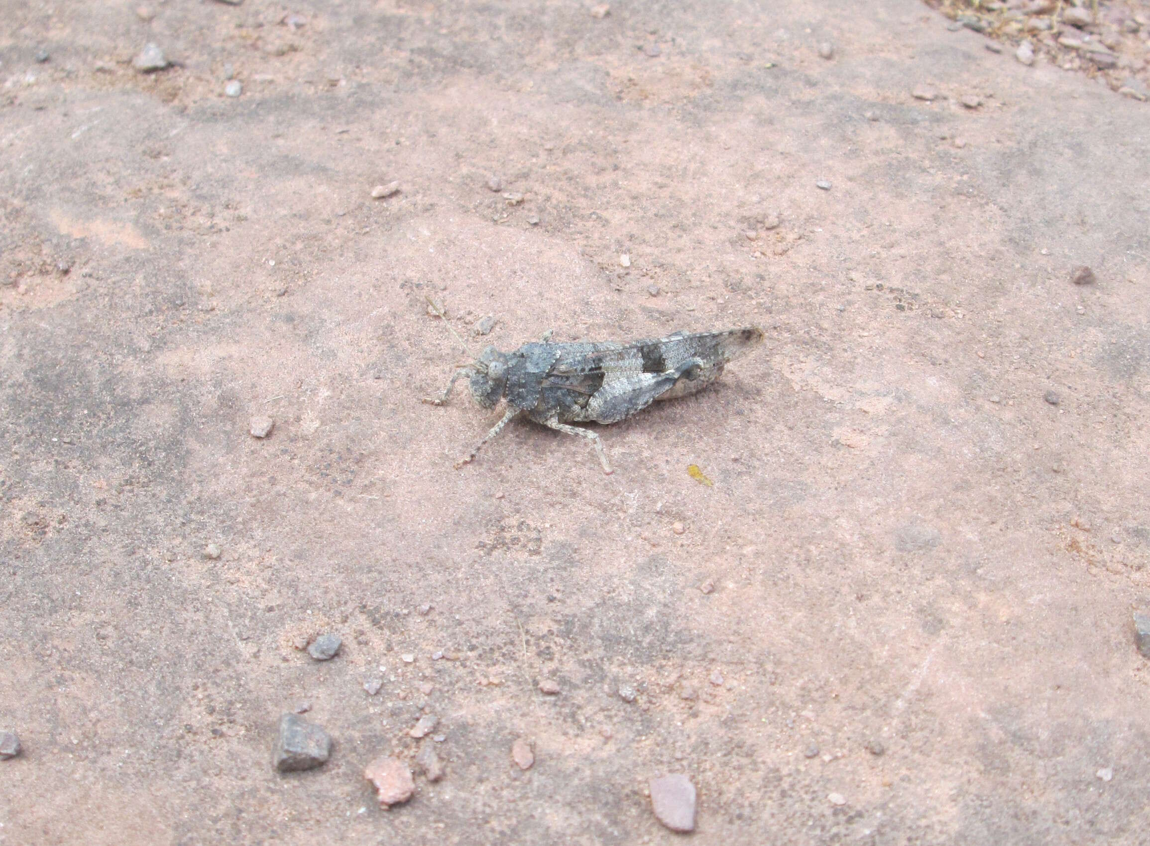 Image of blue-winged grasshopper