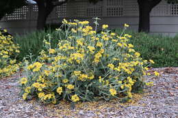 Image of shrubby Jerusalem sage