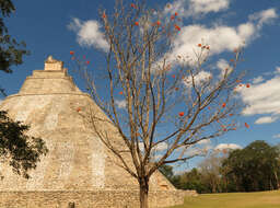 Image of Cordia dodecandra DC.