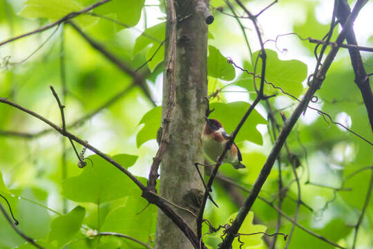 Image of Bay-breasted Warbler