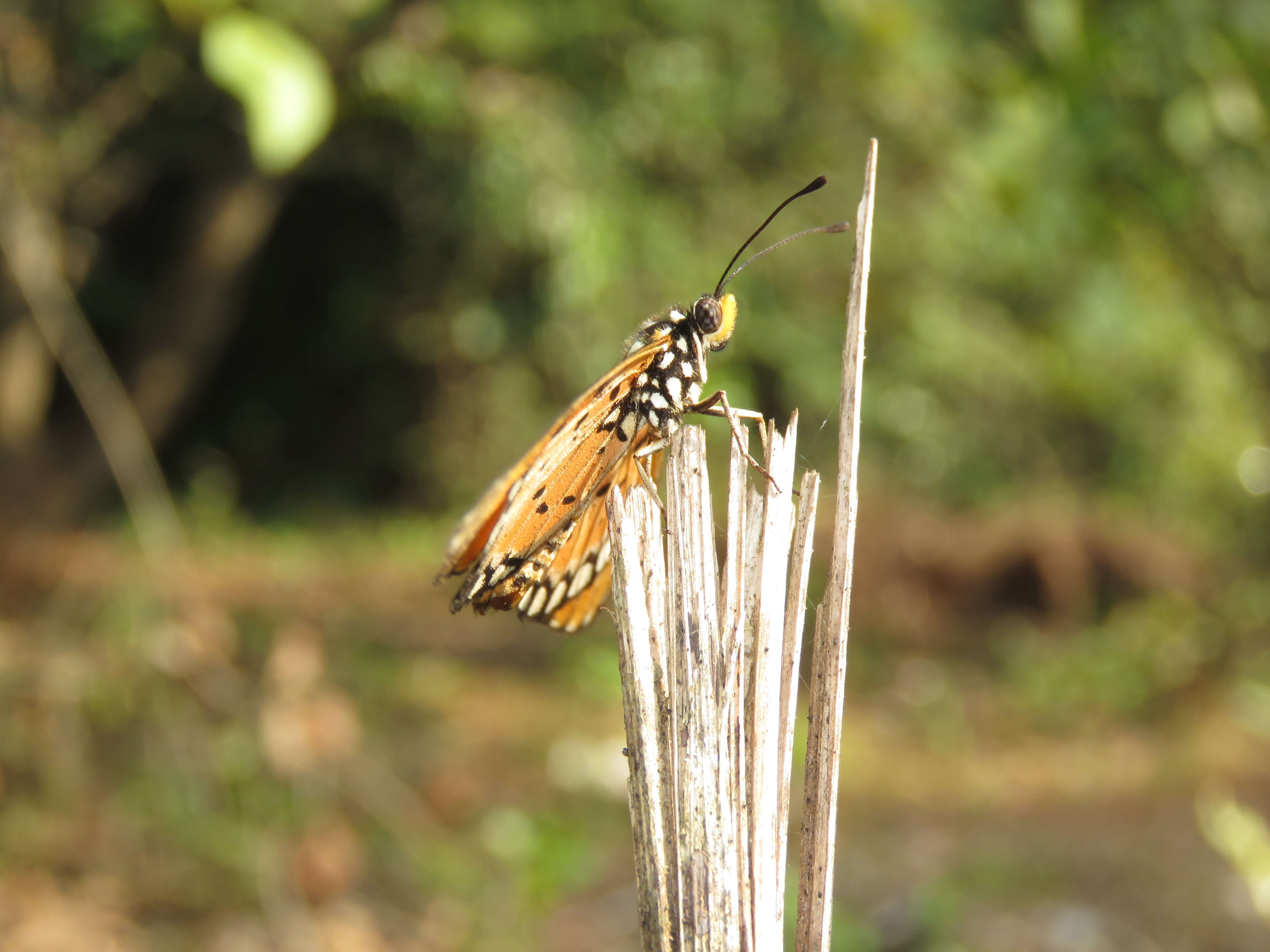 Image of Acraea terpsicore