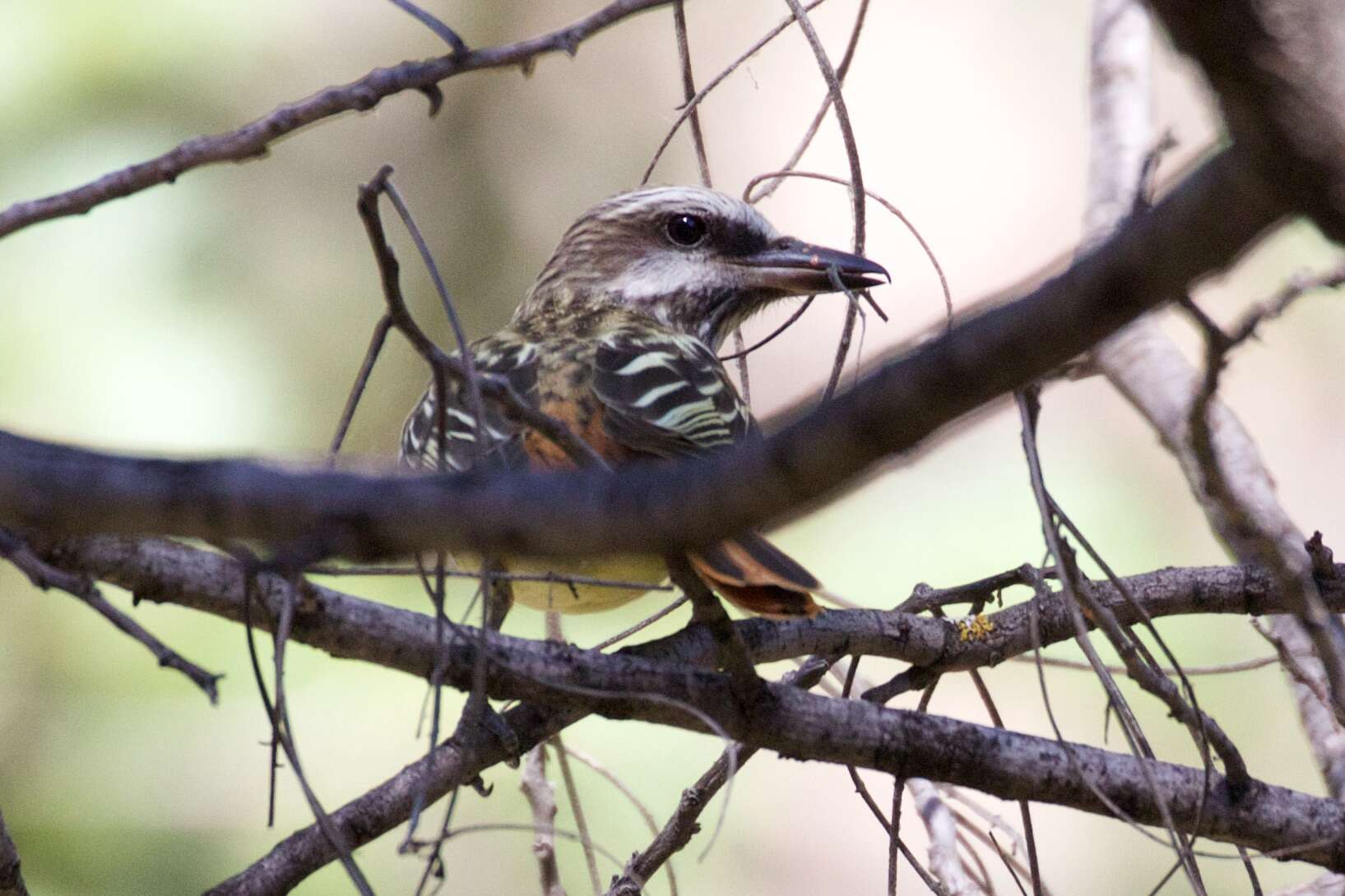 Image of Sulphur-bellied Flycatcher