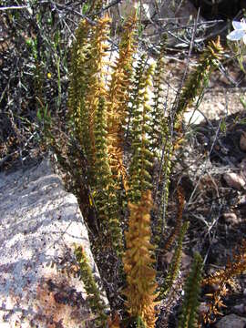 Image of golden lipfern