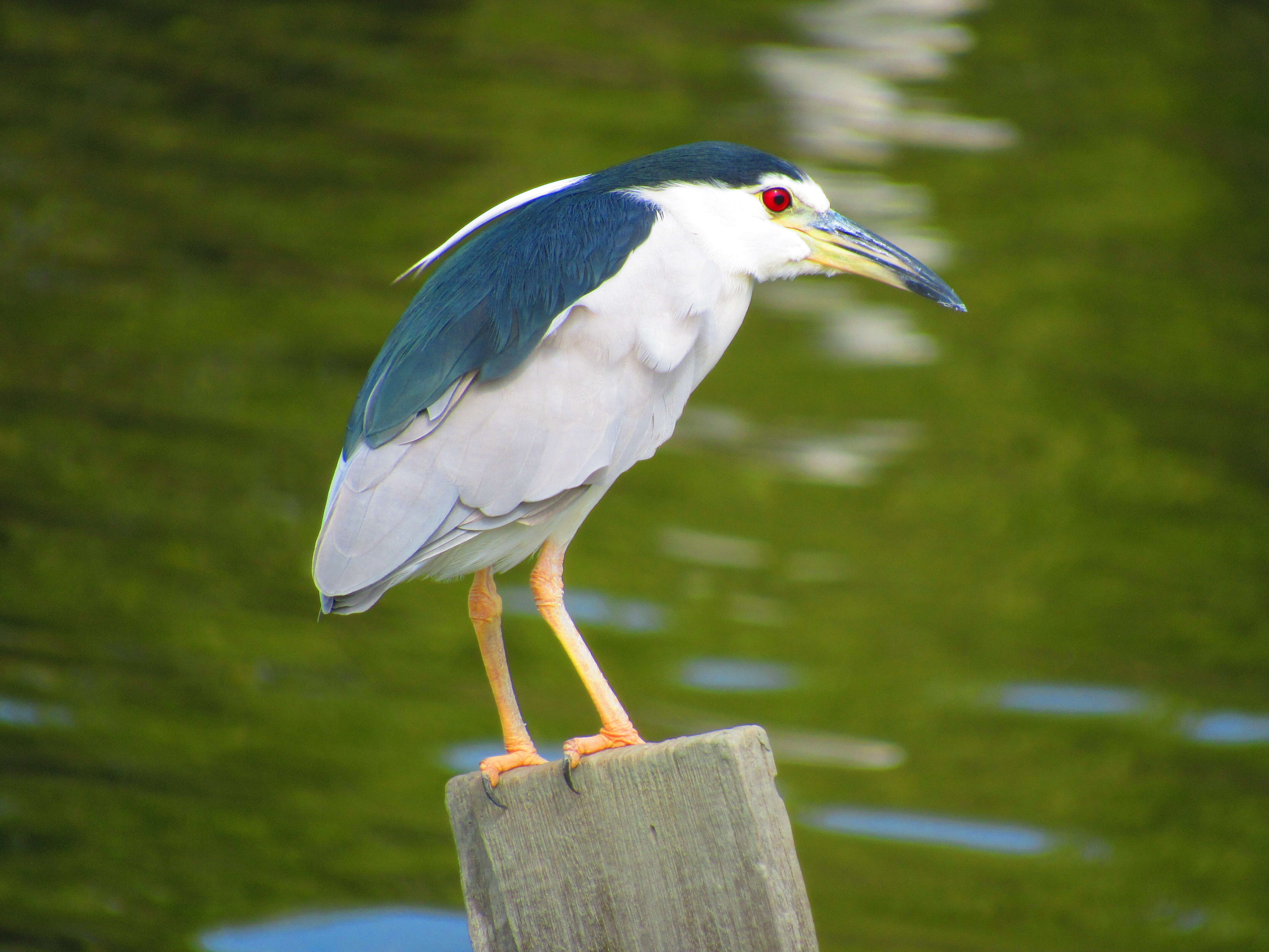 Image of Night Herons