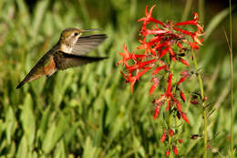 Image de Colibri roux