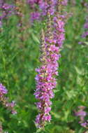 Plancia ëd Lythrum salicaria L.