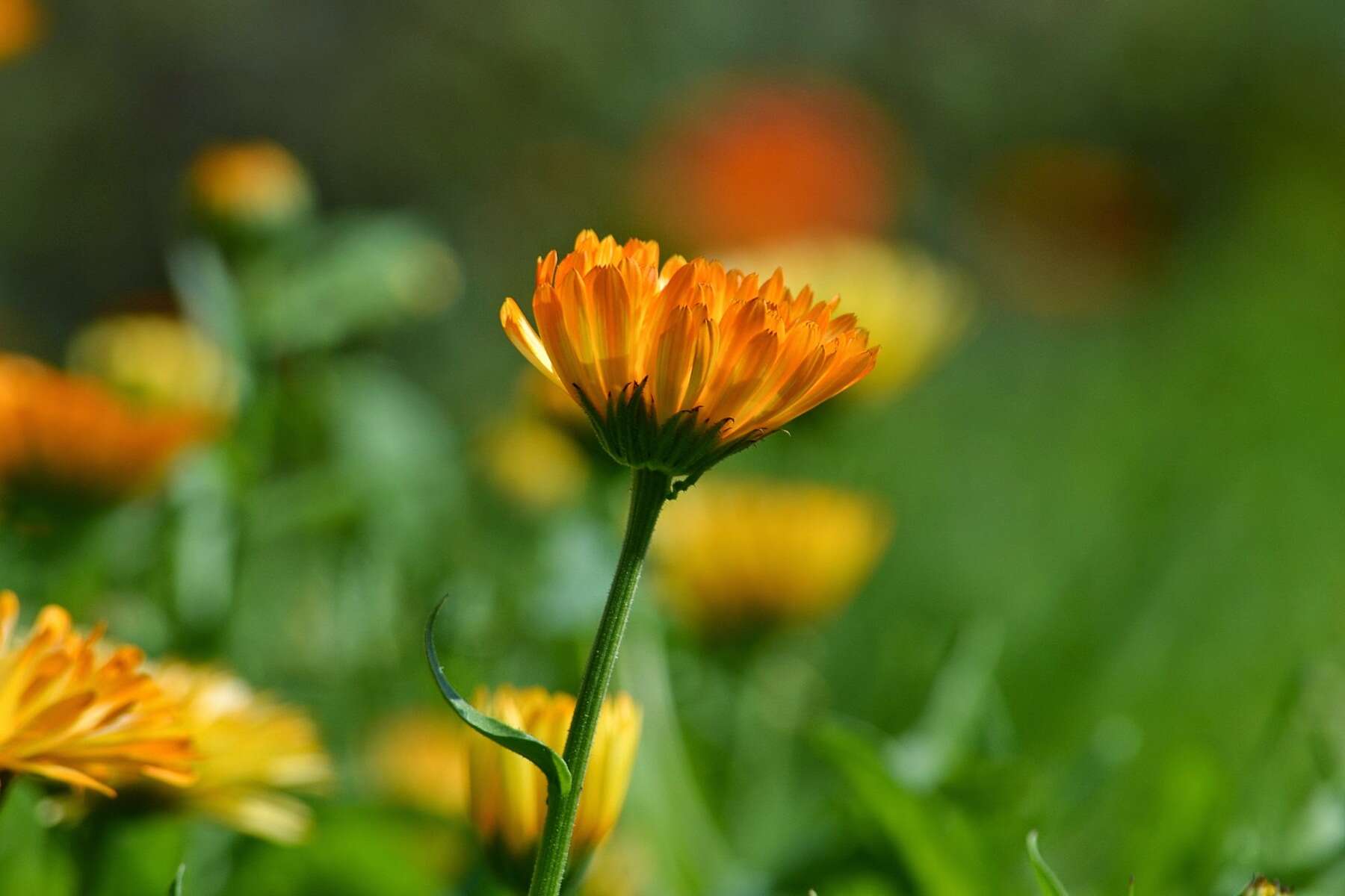 Image of pot marigold