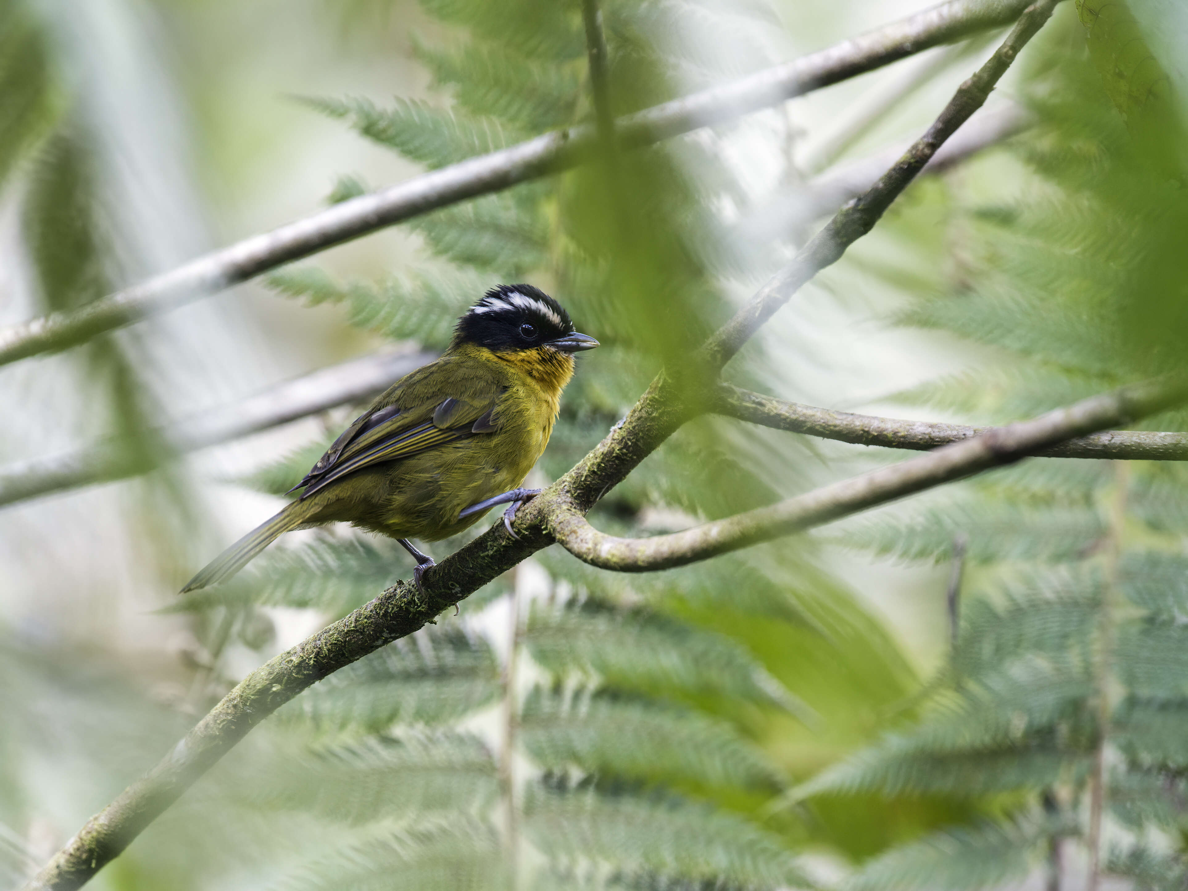 Image of White-browed Hemispingus