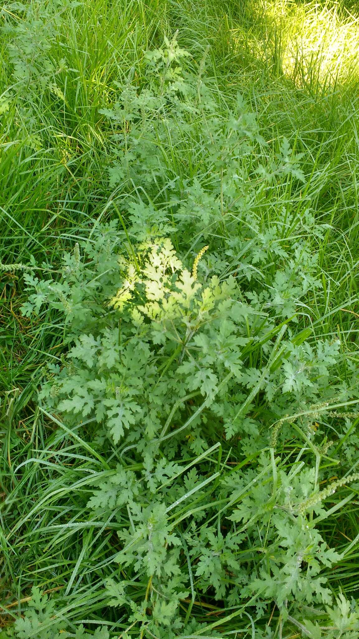 Image de Ambrosia peruviana Willd.