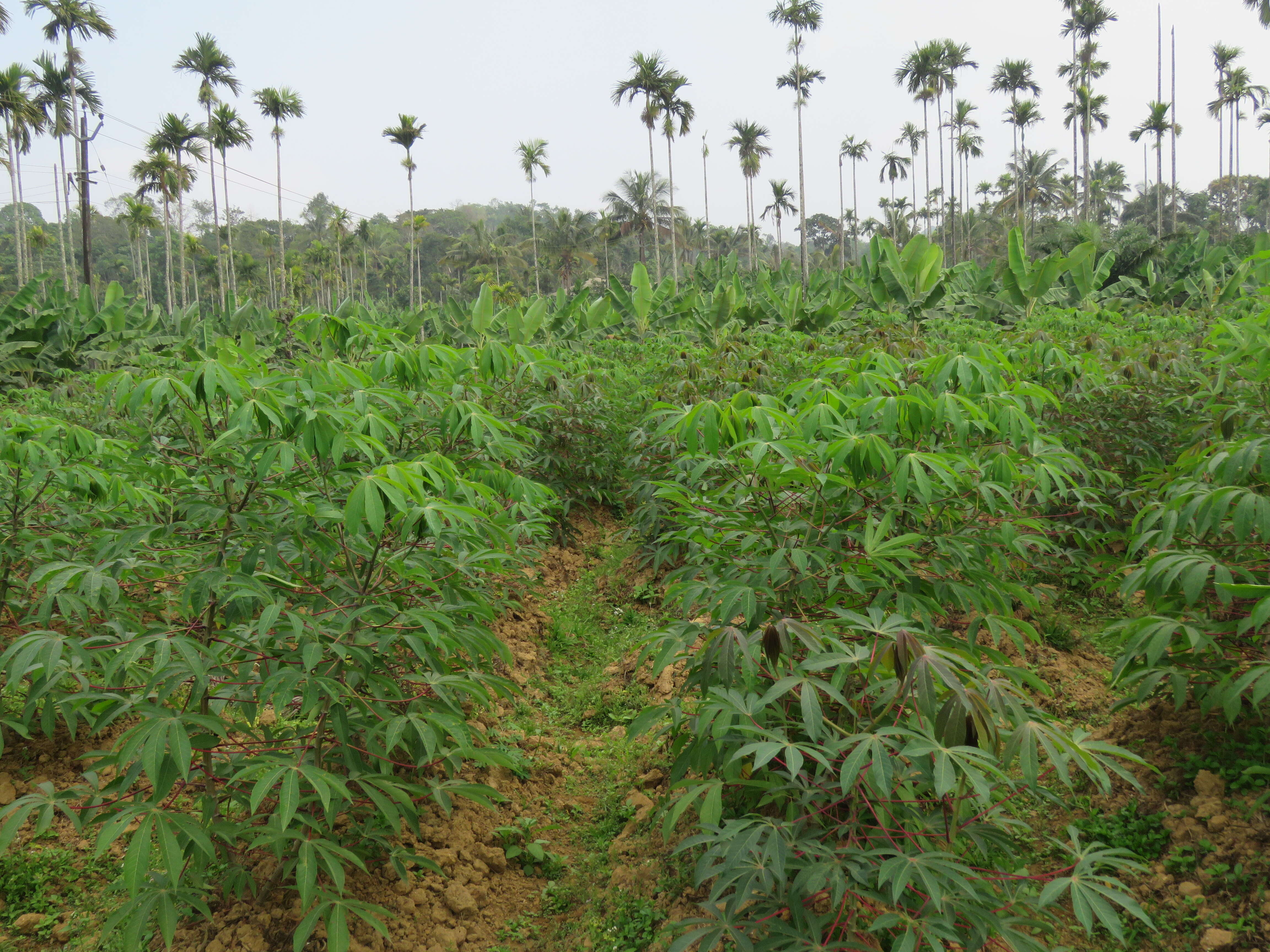 Image of cassava