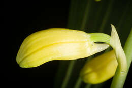 Image of Phaius flavus (Blume) Lindl.