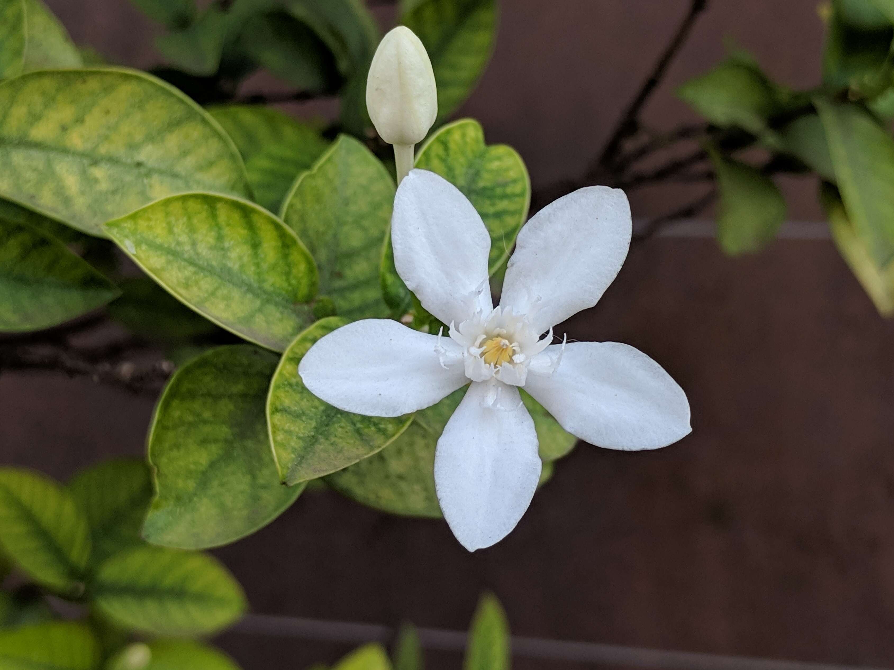 Image of Wrightia antidysenterica (L.) R. Br.