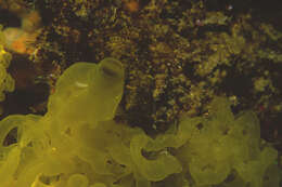 Image of yellow Clathrina