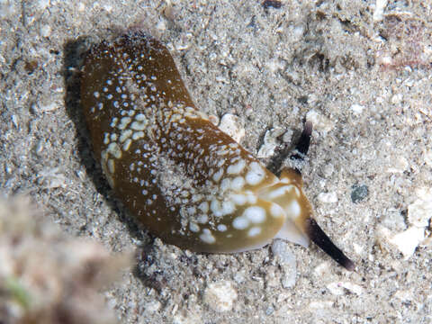 Image of Flat camouflaged slug