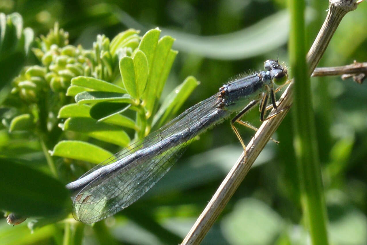 Image of Eastern Forktail