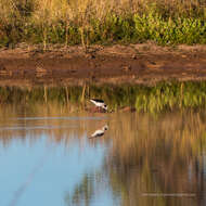 Image of Pied Stilt